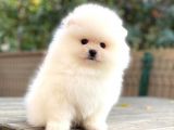 Pomeranian Boo Teddy Bear