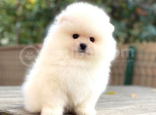 Pomeranian Boo Teddy Bear görsel