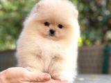 Pomeranian Boo Teddy Bear