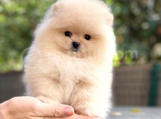 Pomeranian Boo Teddy Bear