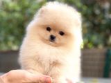 Pomeranian Boo Teddy Bear