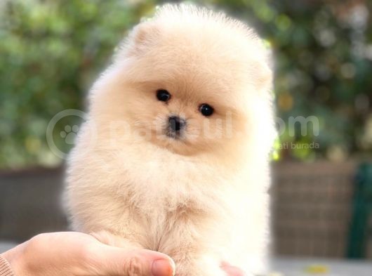 Pomeranian Boo Teddy Bear görsel