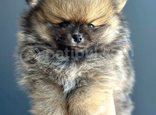 Taddy Bear Pomerani̇an Boo Yavrularimiz