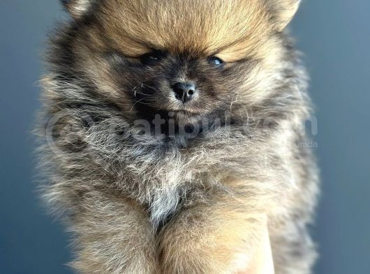 Taddy Bear Pomerani̇an Boo Yavrularimiz görsel