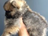 Taddy Bear Pomerani̇an Boo Yavrularimiz