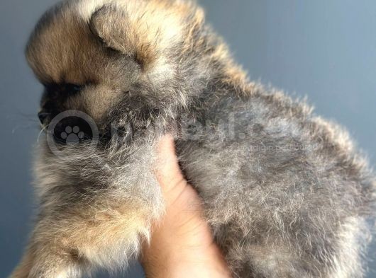 Taddy Bear Pomerani̇an Boo Yavrularimiz görsel
