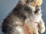 Taddy Bear Pomerani̇an Boo Yavrularimiz