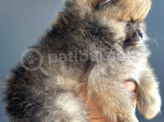 Taddy Bear Pomerani̇an Boo Yavrularimiz görsel