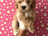 Muhteşem Kalitede Poodle Aileden Minik Maltipocuk