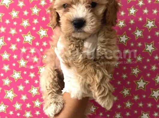 Muhteşem Kalitede Poodle Aileden Minik Maltipocuk görsel