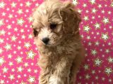 Muhteşem Kalitede Poodle Aileden Minik Maltipocuk