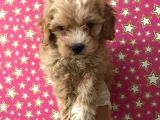Muhteşem Kalitede Poodle Aileden Minik Maltipocuk