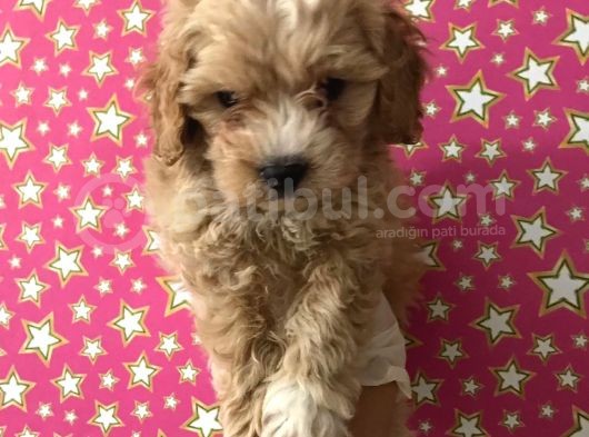 Muhteşem Kalitede Poodle Aileden Minik Maltipocuk görsel