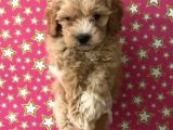 Muhteşem Kalitede Poodle Aileden Minik Maltipocuk