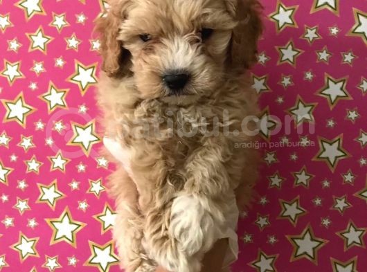 Muhteşem Kalitede Poodle Aileden Minik Maltipocuk görsel