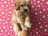 Muhteşem Kalitede Poodle Aileden Minik Maltipocuk