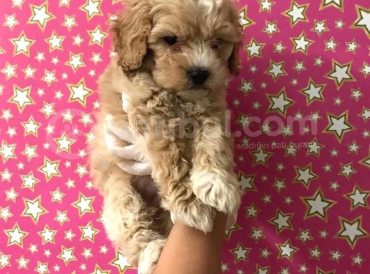 Muhteşem Kalitede Poodle Aileden Minik Maltipocuk