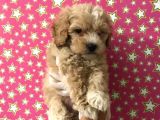 Muhteşem Kalitede Poodle Aileden Minik Maltipocuk