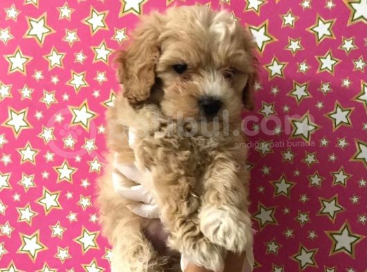 Muhteşem Kalitede Poodle Aileden Minik Maltipocuk görsel