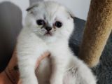 Scottish Fold Yavrularımız
