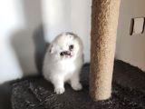 Scottish Fold Yavrularımız