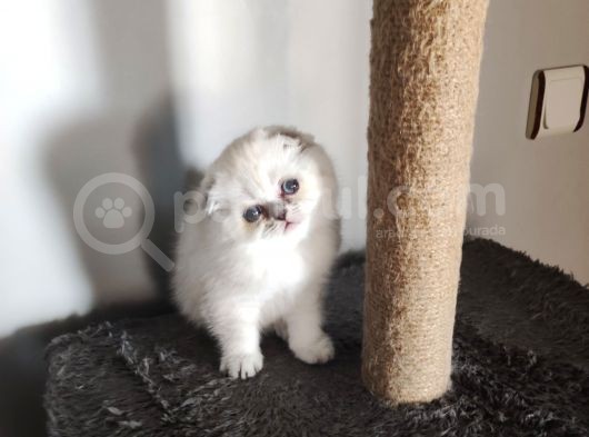 Scottish Fold Yavrularımız görsel