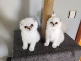 Scottish Fold Yavrularımız