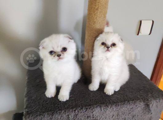 Scottish Fold Yavrularımız