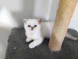Scottish Fold Yavrularımız