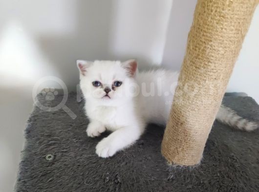 Scottish Fold Yavrularımız görsel
