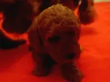 2 Aylık 1 Erkek 1 Dişi Orjina Toy Poodle Red Brown Anne Altından