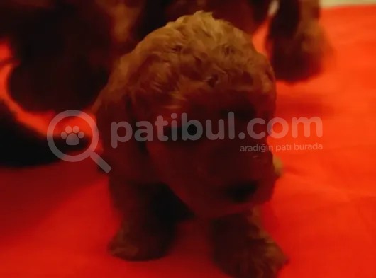 2 Aylık 1 Erkek 1 Dişi Orjina Toy Poodle Red Brown Anne Altından görsel