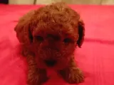 2 Aylık 1 Erkek 1 Dişi Orjina Toy Poodle Red Brown Anne Altından