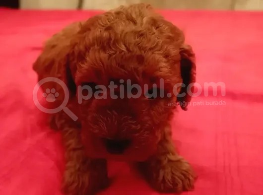 2 Aylık 1 Erkek 1 Dişi Orjina Toy Poodle Red Brown Anne Altından görsel