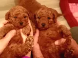 2 Aylık 1 Erkek 1 Dişi Orjina Toy Poodle Red Brown Anne Altından