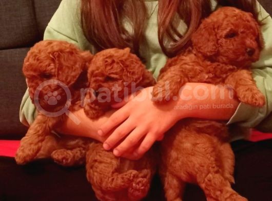 2 Aylık 1 Erkek 1 Dişi Orjina Toy Poodle Red Brown Anne Altından