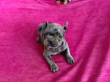 Erkek Dişi 2 Aylık Blue French Bulldog