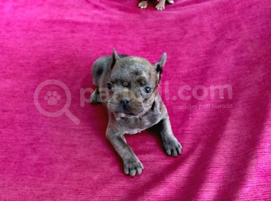 Erkek Dişi 2 Aylık Blue French Bulldog