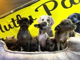 Merle French Bulldog Nadi̇r Renk Bebeklerimiz
