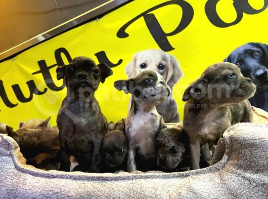 Merle French Bulldog Nadi̇r Renk Bebeklerimiz