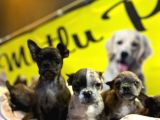 Merle French Bulldog Nadi̇r Renk Bebeklerimiz