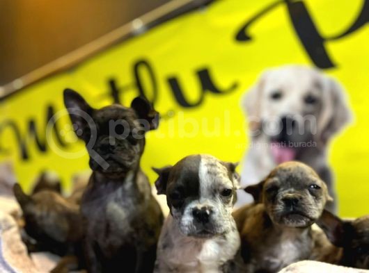 Merle French Bulldog Nadi̇r Renk Bebeklerimiz görsel