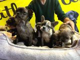 Merle French Bulldog Nadi̇r Renk Bebeklerimiz