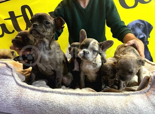 Merle French Bulldog Nadi̇r Renk Bebeklerimiz görsel