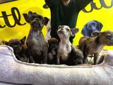 Merle French Bulldog Nadi̇r Renk Bebeklerimiz