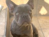 Erkek Blue French Bulldog