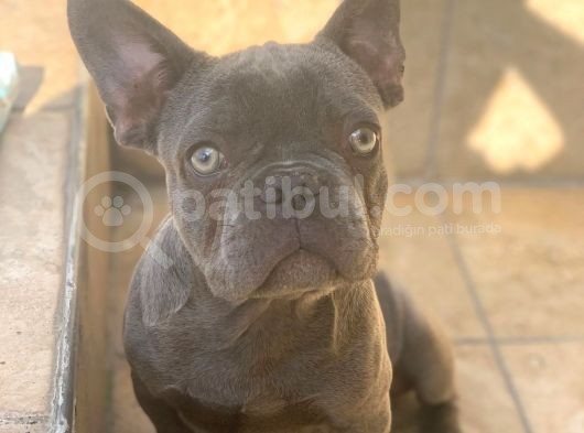 Erkek Blue French Bulldog