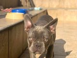 Erkek Blue French Bulldog