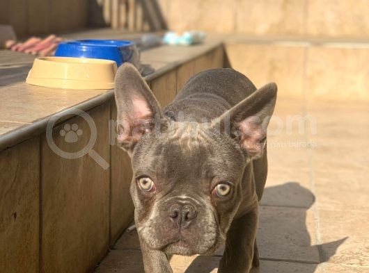 Erkek Blue French Bulldog görsel