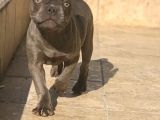 Erkek Blue French Bulldog